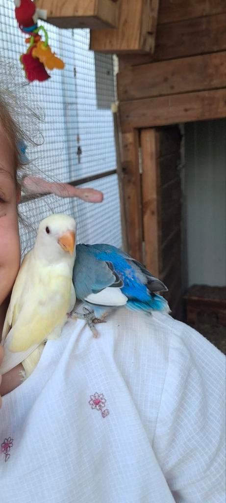 Dwergpapegaai agapornis roseicollis lovebird, Dieren en Toebehoren, Vogels | Parkieten en Papegaaien