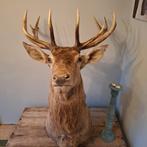 Mooie jachttrofee/ edelhert/ edelhert gewei/ 15 ender, Verzamelen, Ophalen
