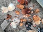 Cochin krieltjes, Dieren en Toebehoren, Pluimvee