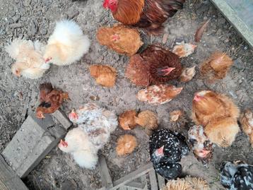 Cochin krieltjes  beschikbaar voor biedingen