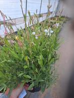 Gaura, Ophalen, Vaste plant