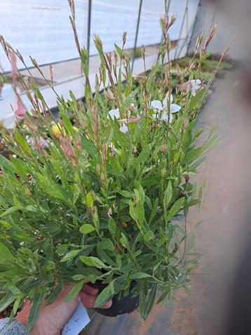 Gaura  beschikbaar voor biedingen