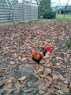 Leghorn goudpatrijs haan .