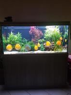 Aqualantis Fusion 150 Special compleet 600L, Dieren en Toebehoren, Vissen | Aquaria en Toebehoren, Ophalen, Gebruikt, Gevuld zoetwateraquarium