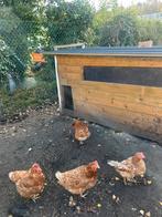 Bruine legkippen + haan, Kip