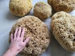 supergrootte sponzen uit Kalymnos, Ophalen, Overige typen