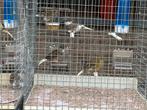 Gloster kanaries, Dieren en Toebehoren, Vogels | Kanaries, Meerdere dieren, Postuurkanarie