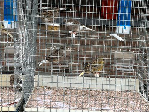 Gloster kanaries, Dieren en Toebehoren, Vogels | Kanaries, Postuurkanarie, Meerdere dieren