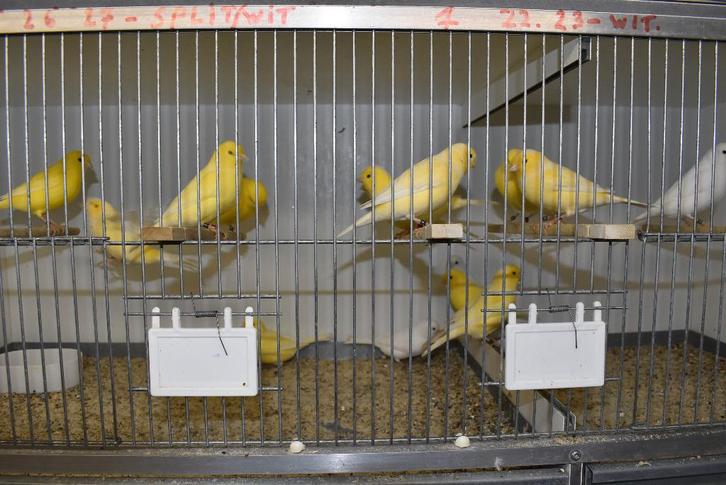 kanaries mannen en poppen 2025 split voor rec wit, Dieren en Toebehoren, Vogels | Kanaries, Kleurkanarie, Meerdere dieren