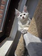 Maine Coon, Dieren en Toebehoren, Poes, Gechipt, 0 tot 2 jaar