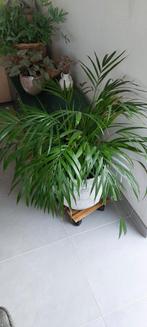 Palm zonder pot, Huis en Inrichting, Kamerplanten, Ophalen, 100 tot 150 cm, Palm, Halfschaduw