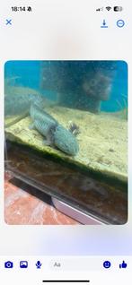 2 axolotl groen, Dieren en Toebehoren, Amfibie, 0 tot 2 jaar