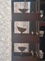 Canaris malinois, Animaux & Accessoires, Mâle