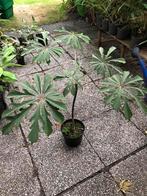 Schefflera rodondendrofolia, Ophalen