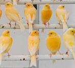 Gele / oranje kanaries, Dieren en Toebehoren, Vogels | Kanaries