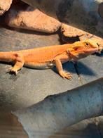 Pogona Subadultes Hypo Leatherback Orange & Hypo Red Citrus, Animaux & Accessoires, Enlèvement