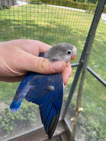 fischeri ruilen, Dieren en Toebehoren, Vogels | Parkieten en Papegaaien