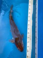 Japanse Ochiba van 50cm, Dieren en Toebehoren, Vissen | Vijvervissen, Karper of Koi
