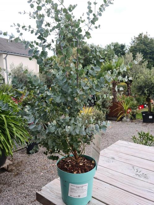 Eucalyptus Gunni, Jardin & Terrasse, Plantes | Jardin, Enlèvement