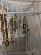 Valkparkieten te koop, Dieren en Toebehoren, Meerdere dieren, Kleurkanarie