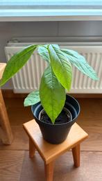 Avocado planten in caspot, Ophalen