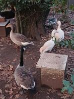 Gezocht 3 jarige of ouder canadese gans man, Dieren en Toebehoren, Pluimvee