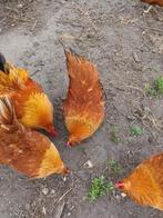 broedeieren new hampshire, Dieren en Toebehoren, Pluimvee
