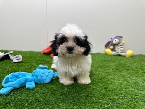 Mal-Shi pups, Dieren en Toebehoren, Honden | Chihuahua's en Gezelschapshonden, Meerdere dieren, Overige rassen, Fokker | Professioneel