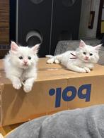 Maine coon kitten 3 lady’s, 1 gentleman, Dieren en Toebehoren, Meerdere dieren, Gechipt, 0 tot 2 jaar