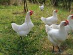 Poule de bresse, Dieren en Toebehoren