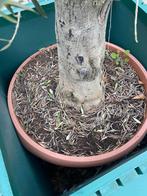 Olijfboom met zitopstelling, Jardin & Terrasse, Plantes | Arbres, Enlèvement, Olivier