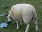 schapen ram, Dieren en Toebehoren
