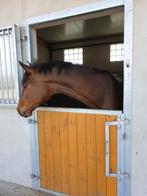 Stal aan huis met weidegang eventueel (deels) in ruil voor h, Weidegang, 1 paard of pony