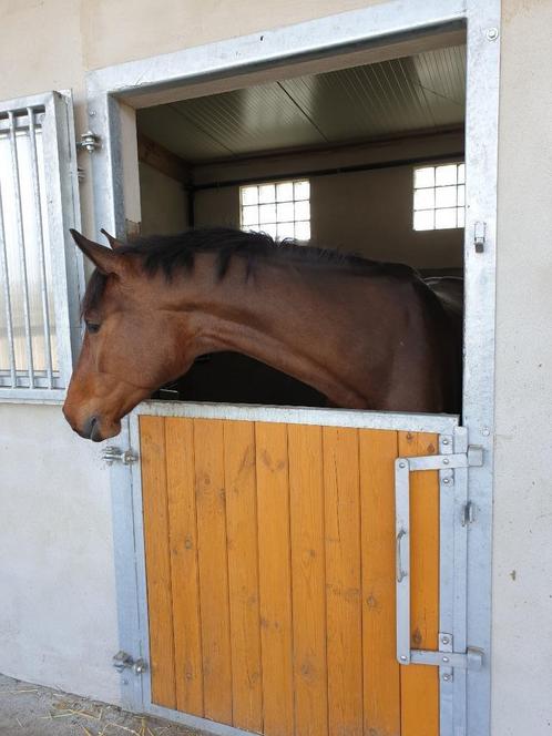 Stal aan huis met weidegang eventueel (deels) in ruil voor h, Dieren en Toebehoren, Stalling en Weidegang, Stalling, Weidegang