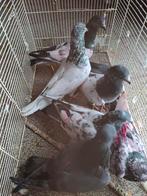 Pakistaanse hoogvliegers, Dieren en Toebehoren