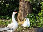 2 kuikens witte ganzen (nu nog geel), 3weken oud, Geslacht onbekend, Gans of Zwaan