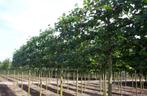 Lei lindes (tilia eur. Pallida), Tuin en Terras, Ophalen, Leiboom