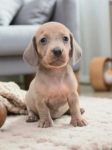 Zeer Lieve , mooie en sociale dwergteckeltjes, Animaux & Accessoires, Parvovirose, Poils longs, Plusieurs, Nain