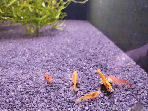 Oranje garnalen, Dieren en Toebehoren, Vissen | Aquariumvissen