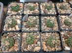 cactus  echinocactus texensis, Huis en Inrichting, Kamerplanten, Cactus, Minder dan 100 cm, Ophalen of Verzenden, Bloeiende kamerplant