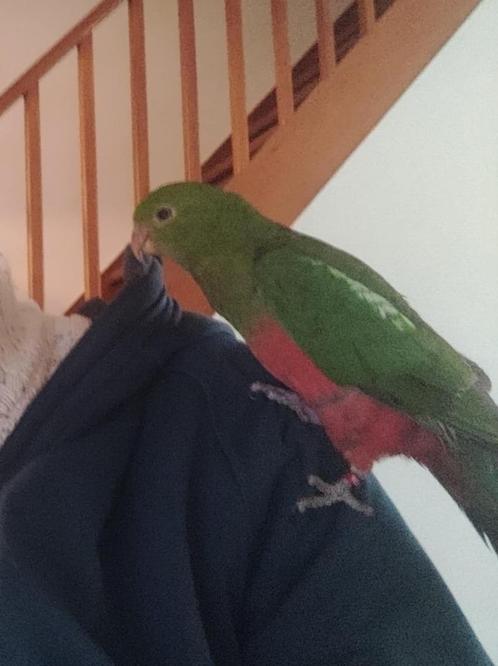 Zeer tamme en bijzonder lieve KONINGSPARKIET, Dieren en Toebehoren, Vogels | Parkieten en Papegaaien, Parkiet, Mannelijk, Pratend