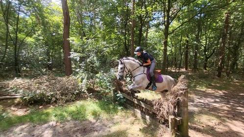 Veelzijdige 6-jarige D-pony, Dieren en Toebehoren, Paarden