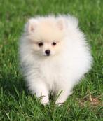 Pomeriaan/Dwergkees pup, Dieren en Toebehoren, Honden | Poolhonden, Keeshonden en Oertypen, België, Keeshond, CDV (hondenziekte)