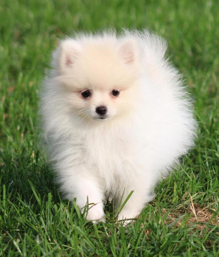 Pomeriaan/Dwergkees pup, Dieren en Toebehoren, Honden | Poolhonden, Keeshonden en Oertypen, Teef, Keeshond, Fokker | Professioneel