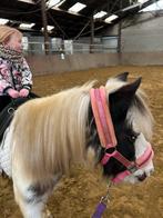 Halve stal gezocht, Dieren en Toebehoren, Merrie, B