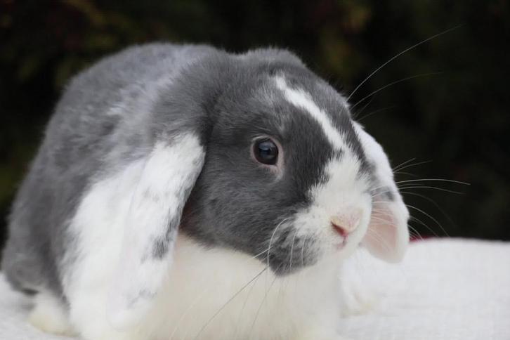Raszuiver nhd rammelaar, Dieren en Toebehoren, Konijnen, Klein, Mannelijk, 0 tot 2 jaar, Hangoor