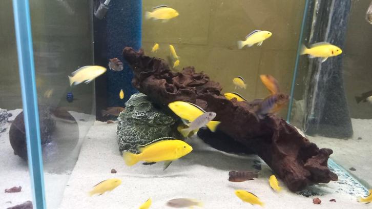 Malawi cichliden, kweekgroepen, Dieren en Toebehoren, Vissen | Aquariumvissen