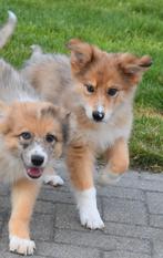 Kruising Herder pupjes, Dieren en Toebehoren, België, CDV (hondenziekte), 8 tot 15 weken, Groot