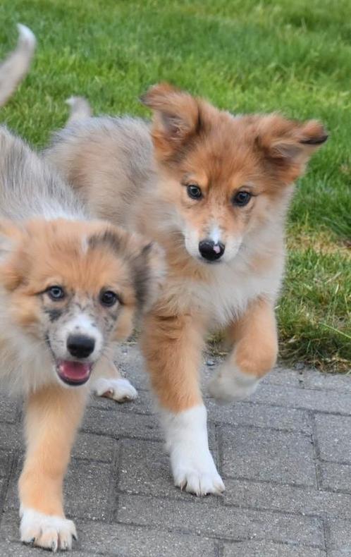 Kruising Herder pupjes, Dieren en Toebehoren, Honden | Niet-rashonden, Groot, Meerdere dieren, Fokker | Professioneel, Meerdere