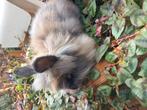 Mooie vrouwelijke leeuwenkop konijntjes, Dieren en Toebehoren